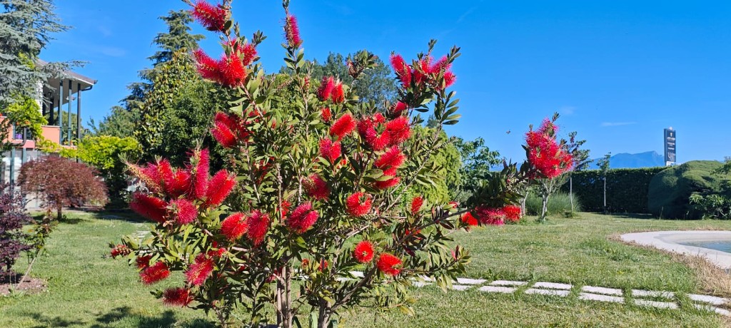 Fioriture nel giardino