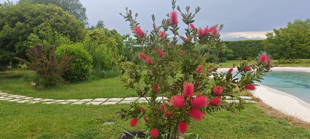 Sentiero e vegetazione del giardino