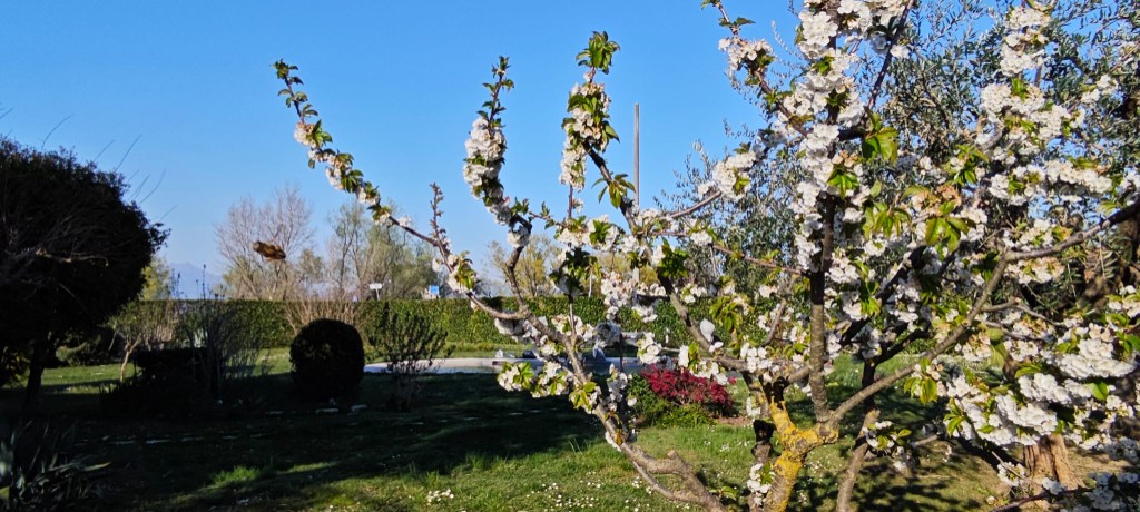 Albero in fiore nel giardino privato